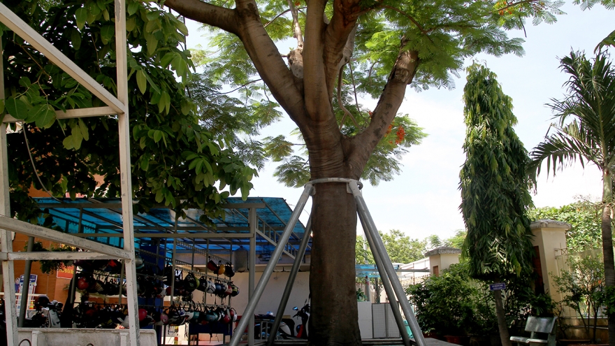 Chặt hạ cây phượng đồng loạt là cực đoan