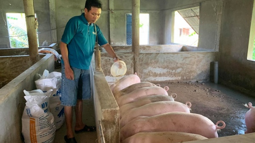 Quảng Trị: Vừa tái đàn vừa ngăn nguy cơ tái bùng dịch tả lợn châu Phi