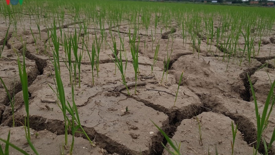 Nam Trung bộ khó đảm bảo nguồn nước tưới cho gần 50.000 ha lúa Hè Thu