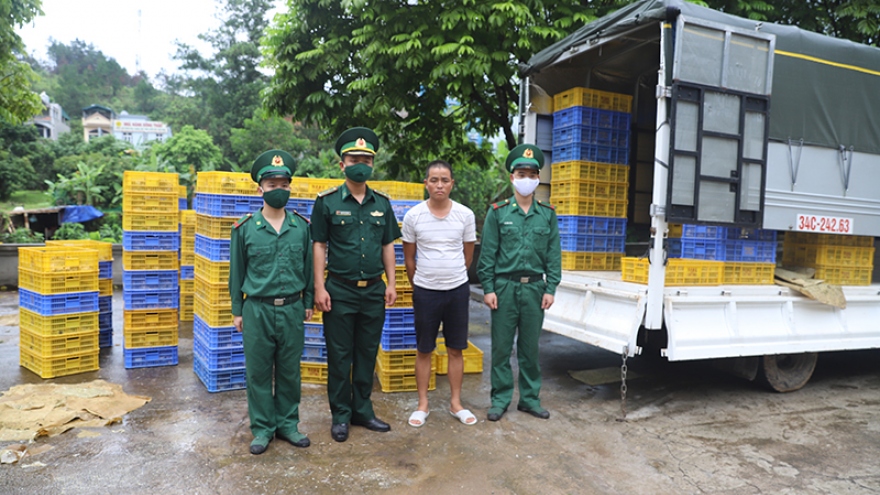 Thu giữ 6.500 con gà giống nhập lậu từ Trung Quốc