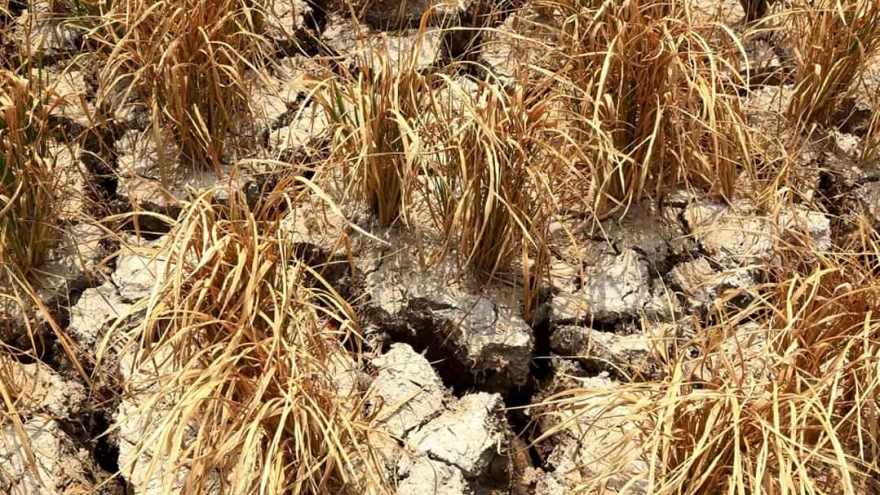 Hạn mặn ở Long An đang giảm, nhưng vẫn ở mức cao