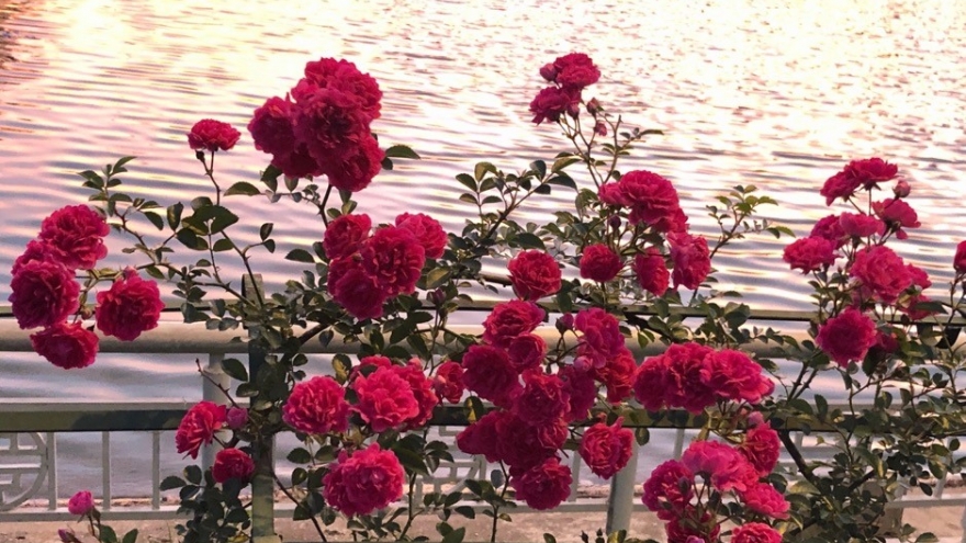 Fansipan đẹp mê hoặc mùa nắng mới, giá vé cáp treo giảm 250.000 đồng