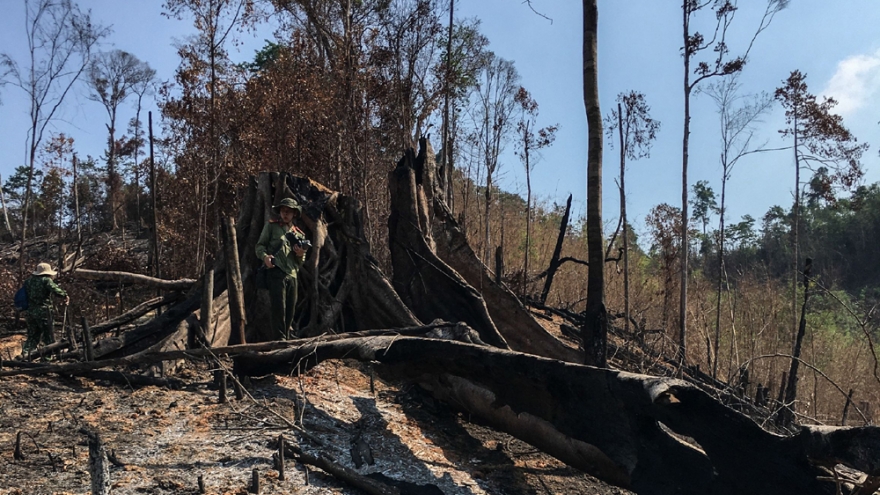 Vụ phá rừng giáp ranh ở Đắk Lắk: Công an vào cuộc điều tra