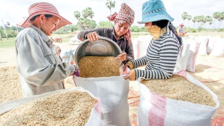 Campuchia xuất khẩu gần 1 triệu tấn thóc sang Việt Nam từ đầu năm