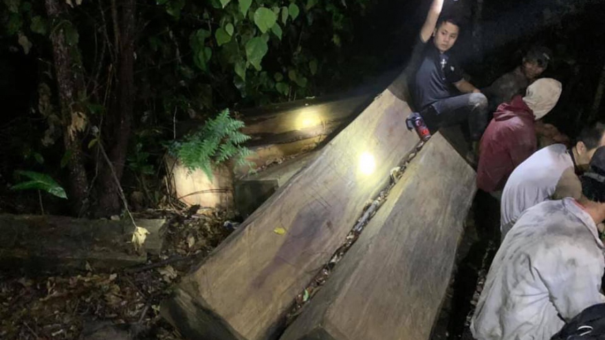 Bắt đối tượng cầm đầu vụ khai thác gỗ trái phép quy mô lớn ở Đắk Lắk