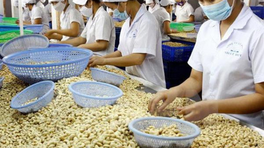Hiệp định EVFTA sẽ tạo cú hích cho xuất khẩu hạt điều Việt Nam