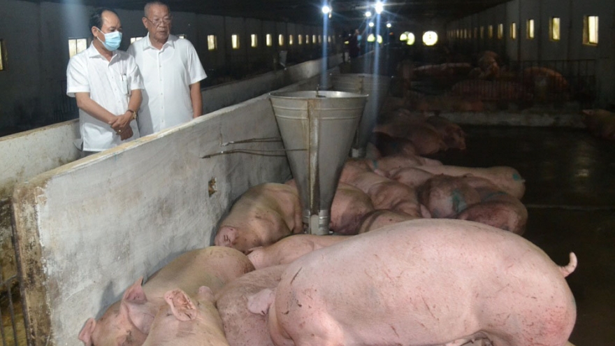 Nhập lợn thịt, giá lợn hơi vẫn giữ ở mức cao