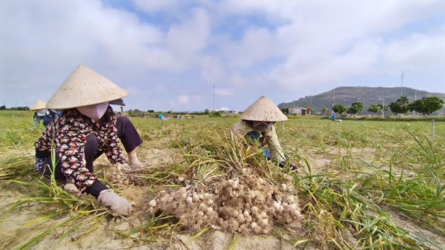 Tỏi Lý Sơn đã có chỉ dẫn địa lý