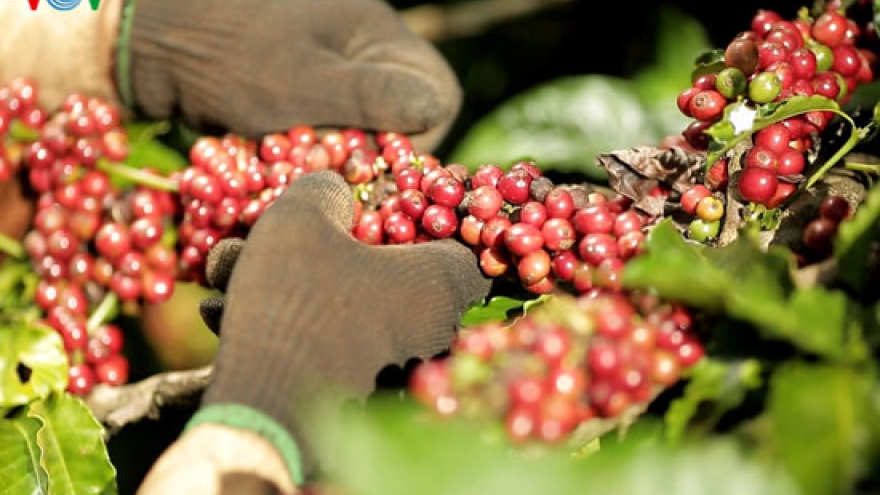 6 tháng đầu năm, xuất khẩu cà phê đạt hơn 1,6 tỷ USD