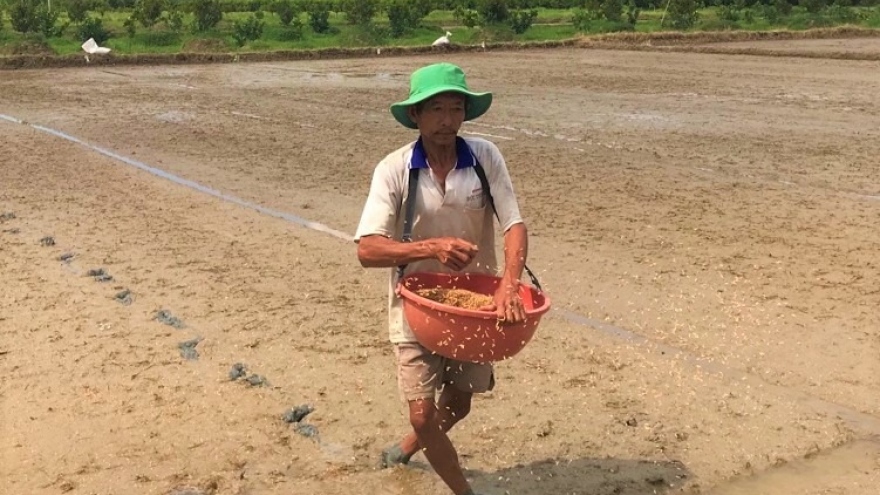 Nỗ lực khắc phục sản xuất nông nghiệp sau hạn mặn lịch sử ở Tiền Giang