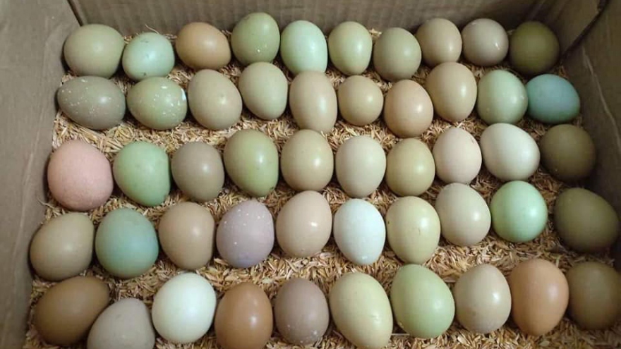 Bất ngờ loại trứng xanh đỏ khác lạ, giá đắt gấp 15 lần trứng gà