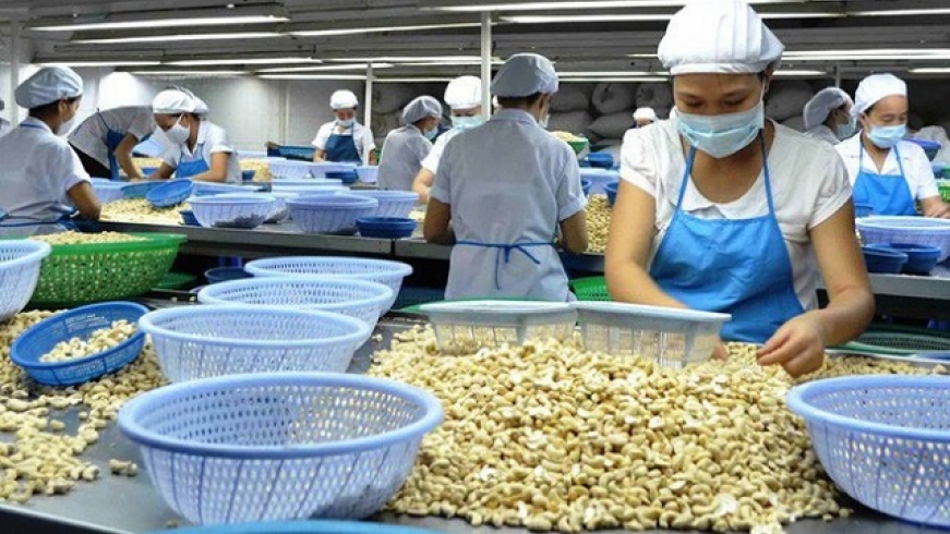 Giá điều nhân trong nước cao hơn giá xuất khẩu, doanh nghiệp gặp khó