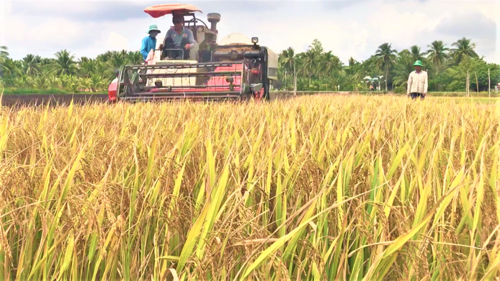 Lúa gạo tăng giá, doanh nghiệp và nông dân ĐBSCL phấn khởi.