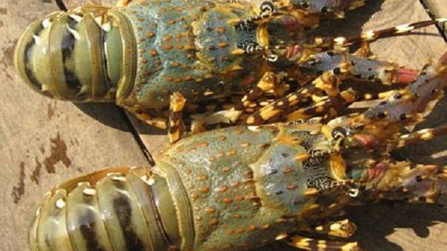 Tôm hùm, cá mú giảm giá sốc vẫn ế, người nuôi “méo mặt” bỏ nghề hàng loạt