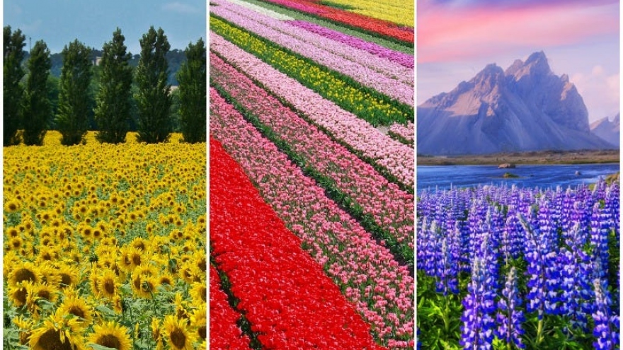 Chiêm ngưỡng vẻ lộng lẫy của những cánh đồng hoa đẹp nhất thế giới