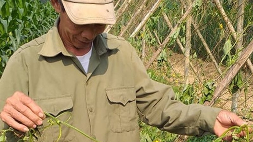 Chết lặng khi thấy vườn mướp cả trăm gốc bị phá hoại