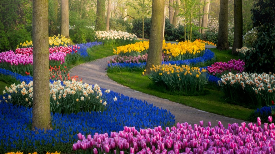 Thiên đường hoa đẹp nhất thế giới không bóng người vì dịch Covid-19