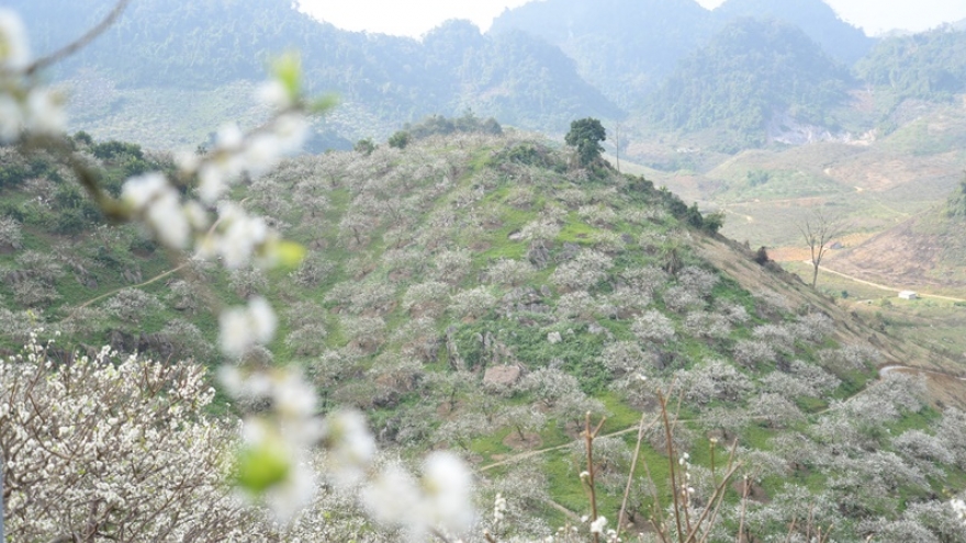 Đông đảo du khách đến Mộc Châu (Sơn La) sau khi nới lỏng giãn cách xã hội