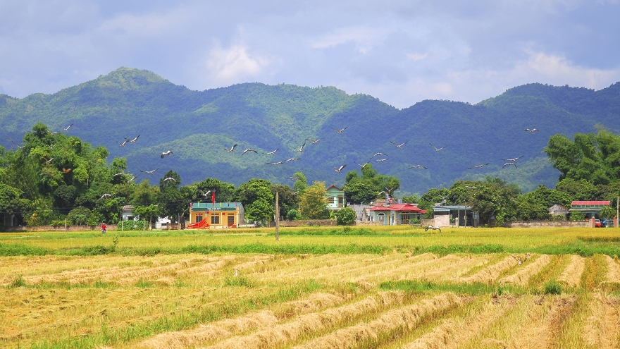 Đẹp ngỡ ngàng “Mùa vàng” trên cánh đồng Mường Thanh