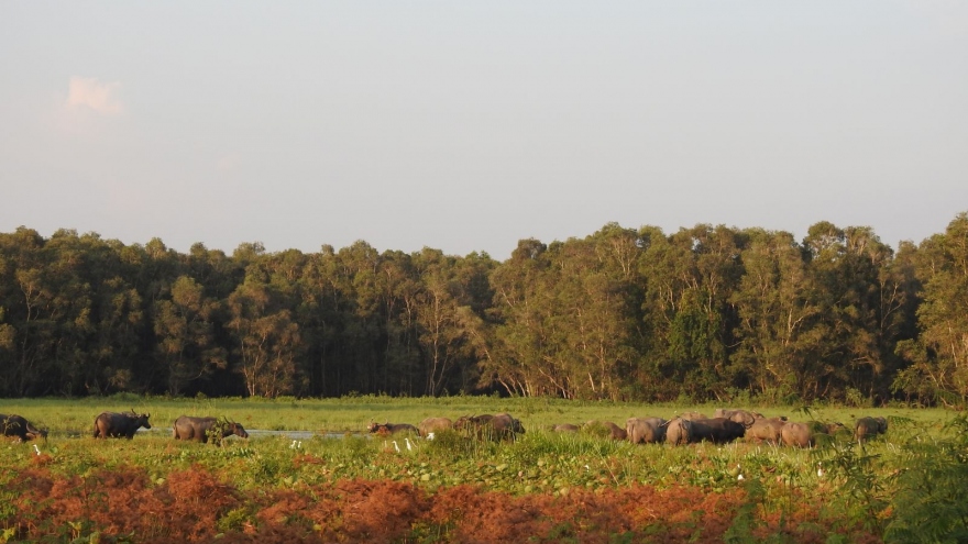 Những trải nghiệm du khách không thể bỏ qua khi khám phá Đồng Tháp