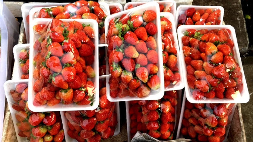 Dâu tây Trung Quốc siêu rẻ, để 22 ngày vẫn tươi nguyên