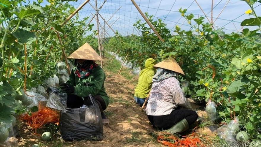 Ưu thế mô hình trồng dưa lưới ngoài trời đầu tiên ở miền Tây Nghệ An