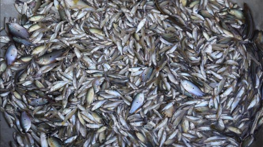 Mùa nước nổi: Nửa đêm cùng nông dân Đồng Tháp đi bắt cá linh