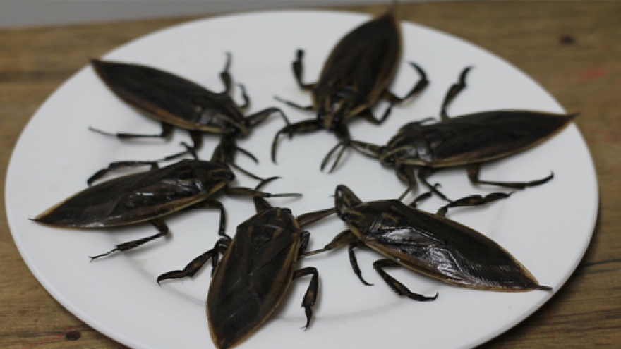 Côn trùng nhìn giống gián, mùi như bọ xít mà giá lên tới 5 triệu đồng/kg