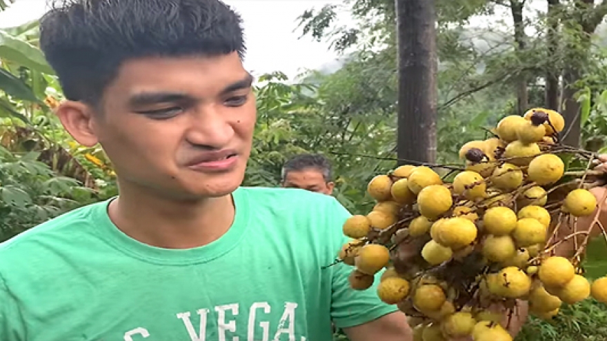 Vườn nhãn trĩu cành của Mạc Văn Khoa