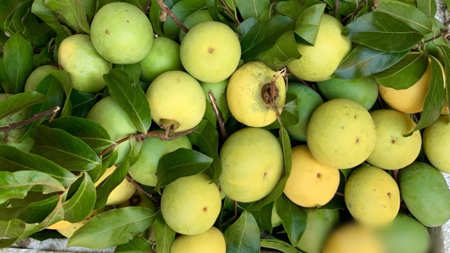 Loại quả cổ tích vàng ươm thơm lừng, ngày bán cả tạ lãi tiền triệu