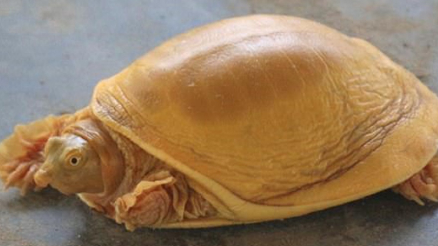 Nepal xuất hiện rùa vàng cực hiếm, thế giới mới thấy 5 con
