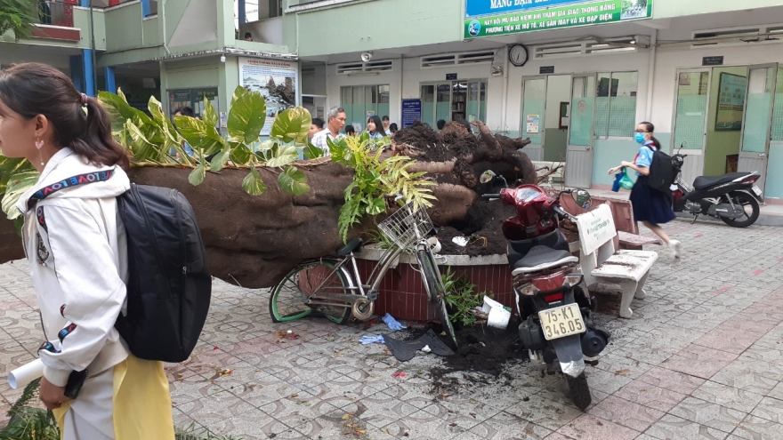 Bộ trưởng Bộ GD-ĐT chia buồn tới học sinh vụ cây đổ tại sân trường