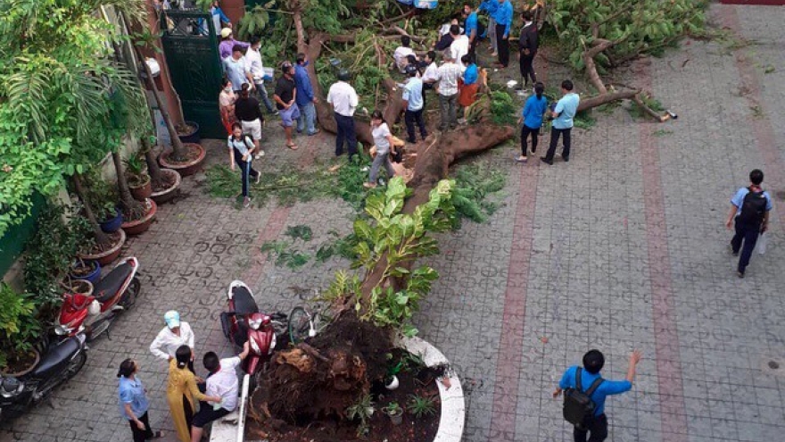 Chặt trụi cây không phải giải pháp, làm gì để an toàn khi trường có cây to?