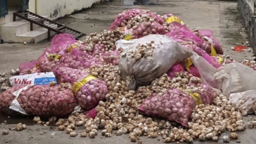 Người dân vớt hàng tấn tỏi không nguồn gốc xuất xứ trên sông