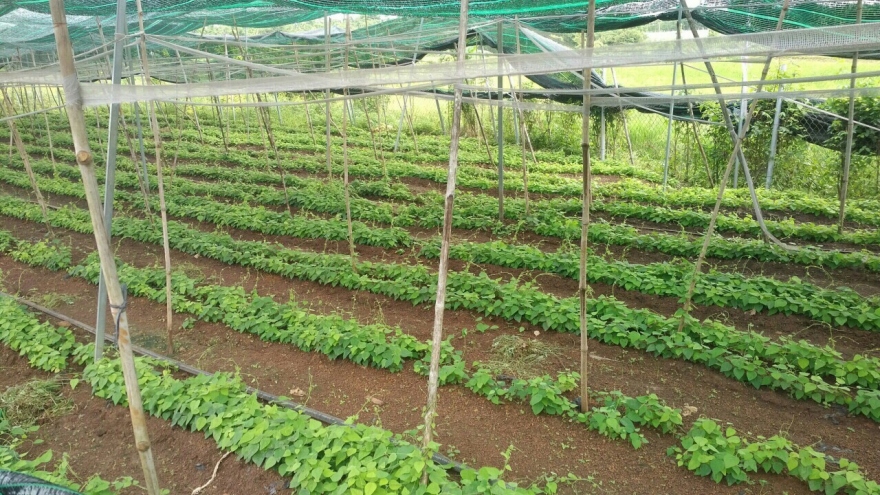 Bà Rịa-Vũng Tàu:Một quyết định làm khó cho dân, cả tuyến đường dang dở