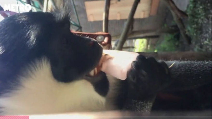 Video: Chú khỉ thích thú ăn kem giải nhiệt ở vườn thú London