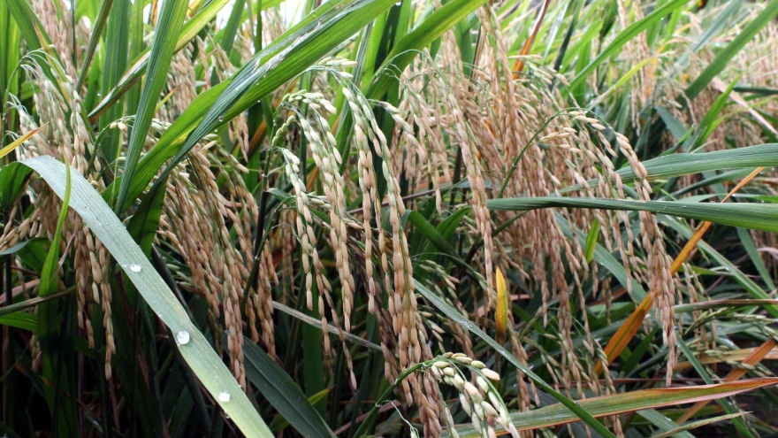 Xuất khẩu gạo trở lại: Tín hiệu vui cho người dân và doanh nghiệp