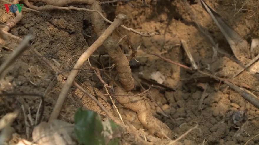 Già làng Cơ Tu làm giàu từ trồng sâm Ba kích