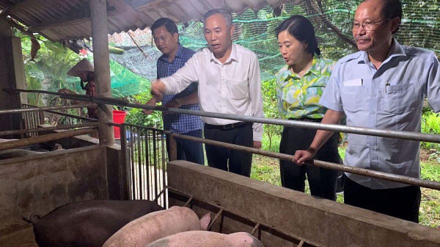 Mô hình chăn nuôi lợn hữu cơ cần được nhân rộng