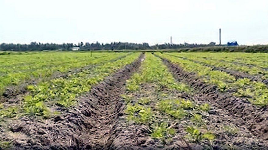 Cây trồng cạn trên đất lúa ở Bình Định phát huy hiệu quả