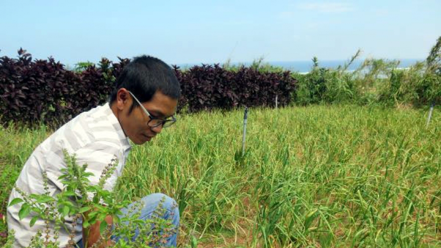 Chậm chạp bảo hộ địa lý “vàng trắng” ở đảo Lý Sơn