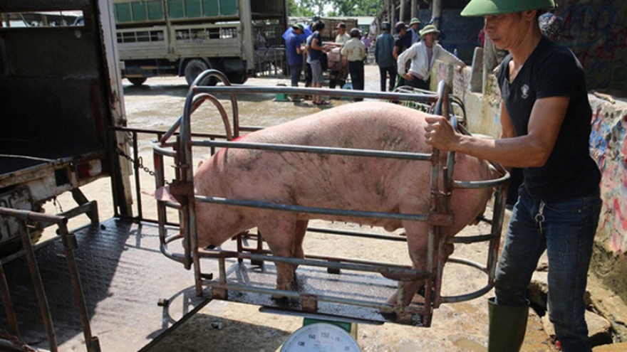 Lợn sống nhập khẩu rẻ hơn giá lợn hơi trong nước gần 9.000 đồng/kg