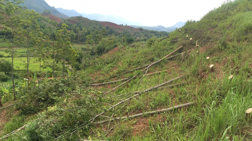 Phát triển cây cao su ở Sơn La: Khi thực tế khác xa Nghị quyết