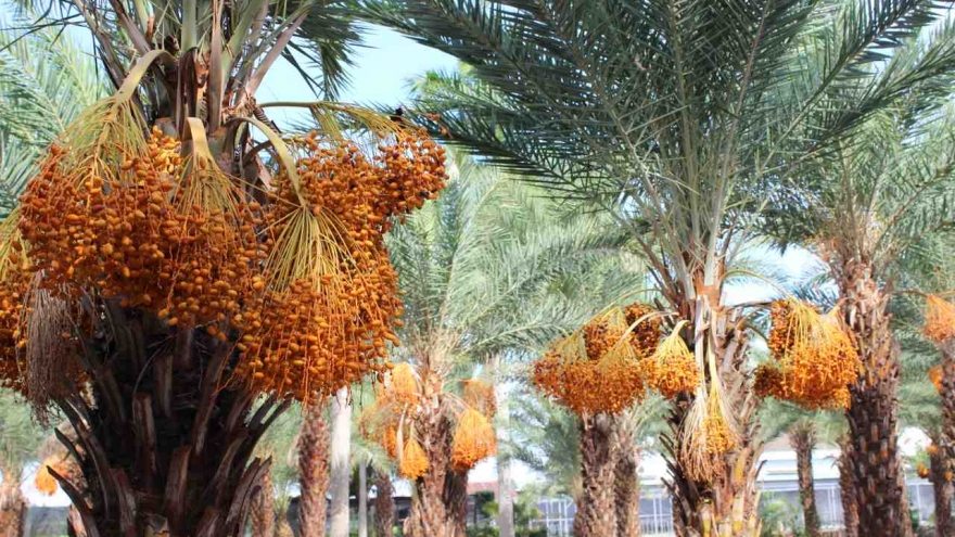 Chiêm ngưỡng vẻ đẹp của vườn chà là lớn nhất miền Tây