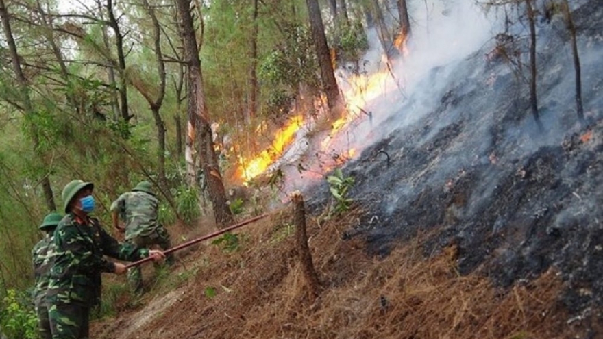 Cháy rừng thông và keo ở xã Diễn Lộc, Nghệ An