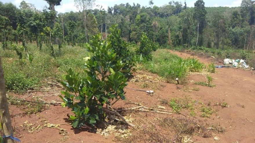 Long An khởi tố chủ tịch xã chiếm đoạt đất người khác mang đi bán