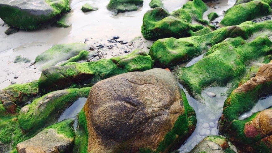 Về Cổ Thạch “săn rêu” ngắm đá 7 màu