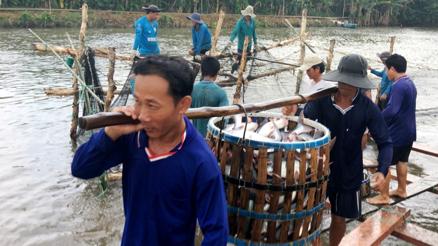 Tín hiệu đáng mừng trong xuất khẩu cá tra thời hậu Covid-19