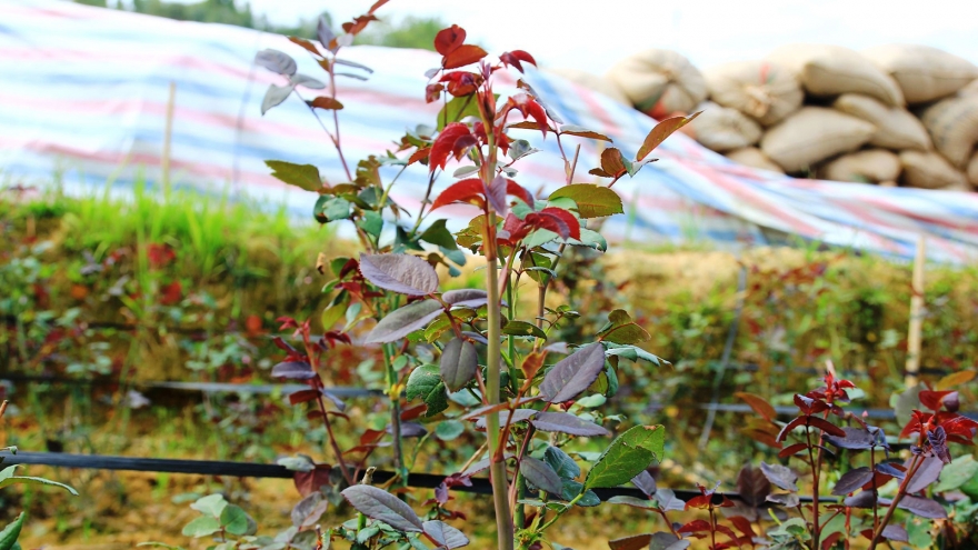 “Cây mới” đánh thức đất khó Mù Cang Chải