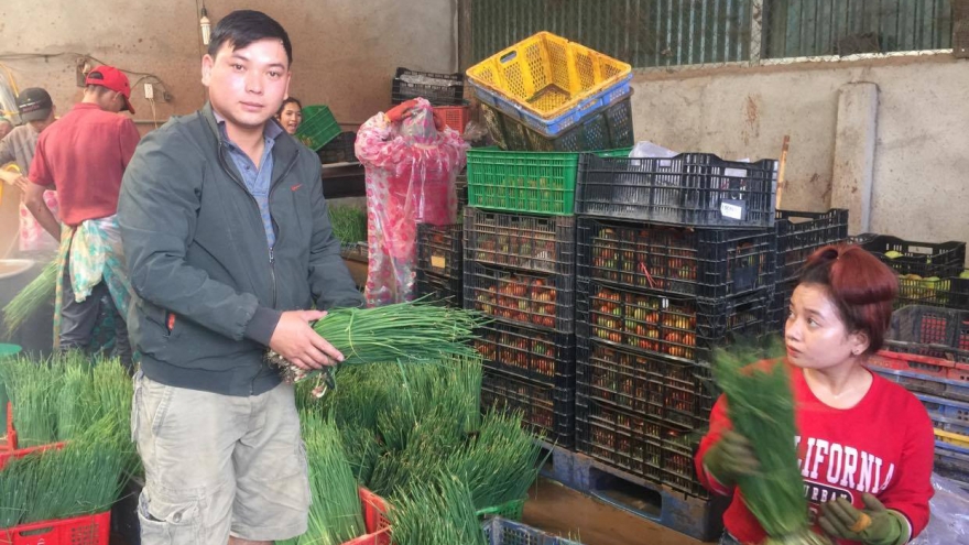 Tổ hợp tác sản xuất rau sạch mỗi tháng thu hàng trăm triệu đồng